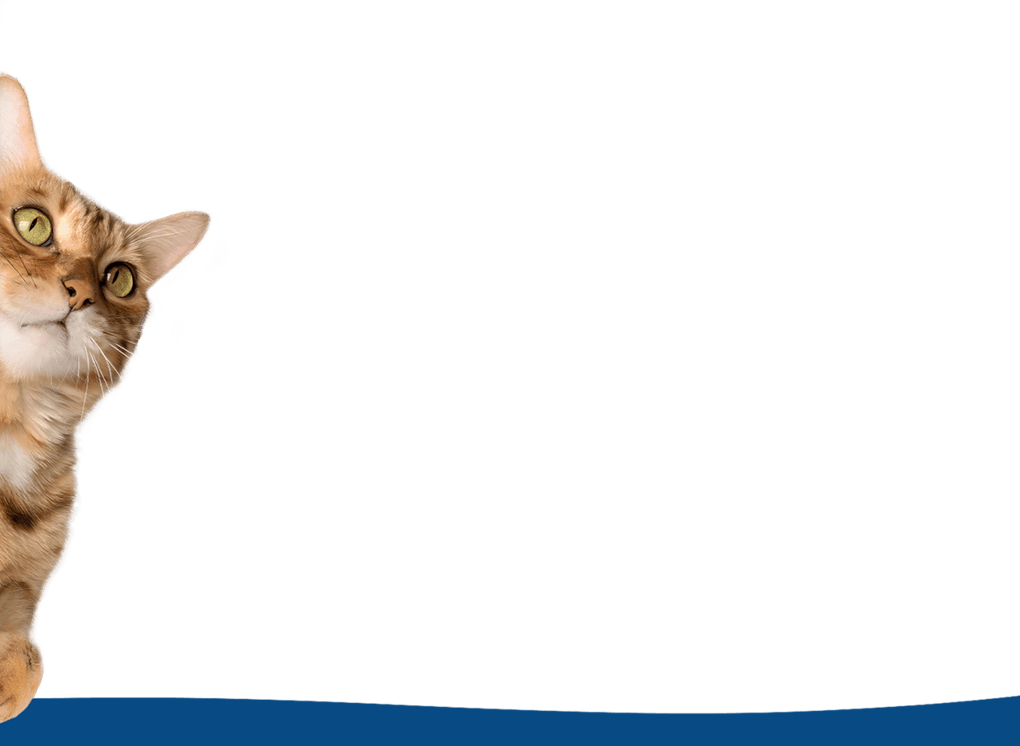 Ciekawski kot zaglądający zza krawędzi ekranu